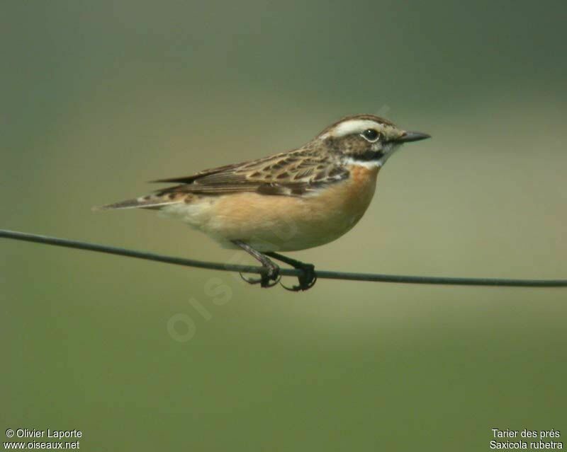 Whinchat male adult breeding