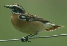 Whinchat