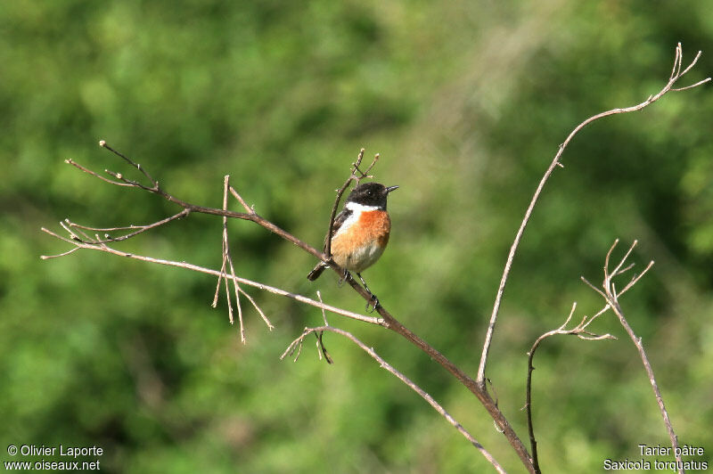 European Stonechat