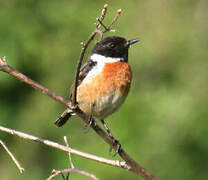 European Stonechat