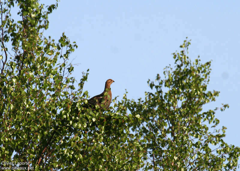 Black Grouse female adult, habitat