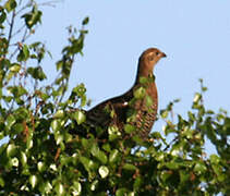 Black Grouse