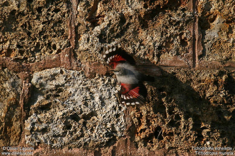 Wallcreeperadult post breeding, identification, Flight, Behaviour