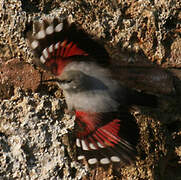 Wallcreeper