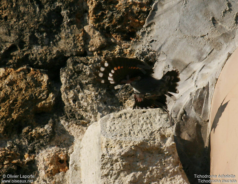 Wallcreeperadult post breeding, identification