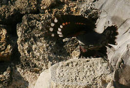 Wallcreeper