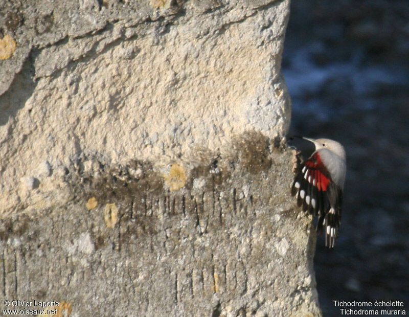 Wallcreeper