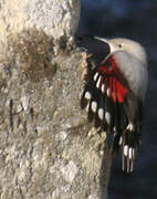 Wallcreeper