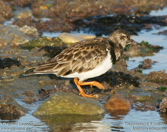 Ruddy Turnstoneadult post breeding