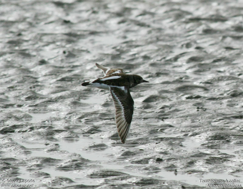 Ruddy Turnstoneadult post breeding