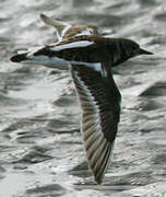 Ruddy Turnstone