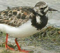 Ruddy Turnstone