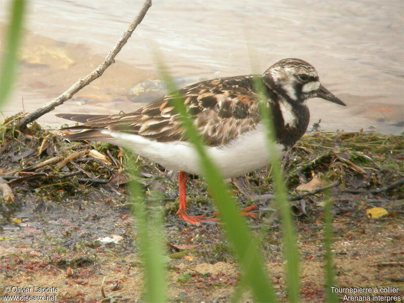 Ruddy Turnstone