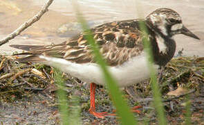 Ruddy Turnstone