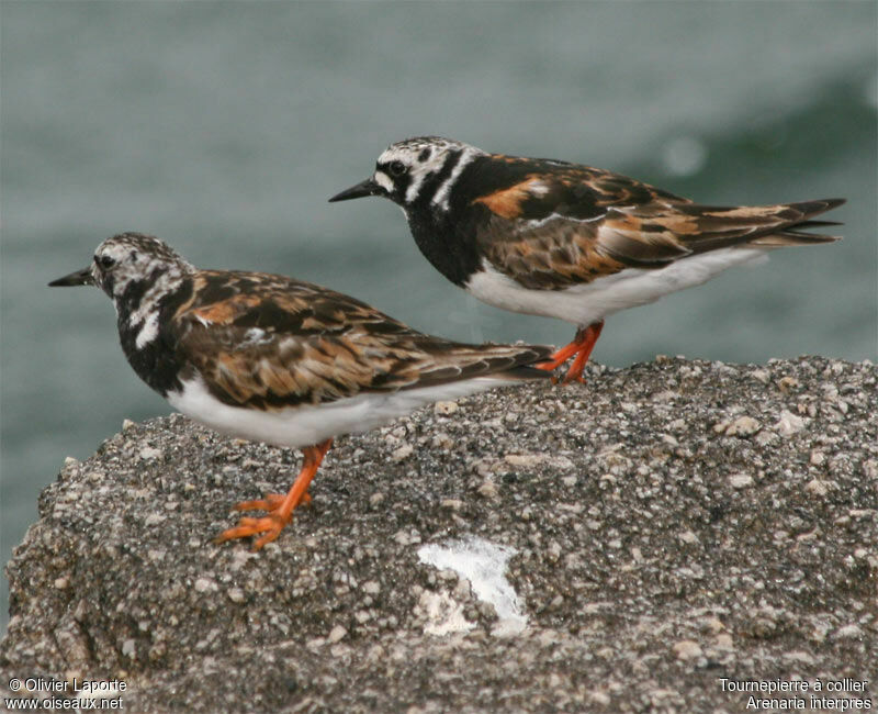 Ruddy Turnstoneadult breeding