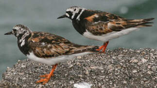 Ruddy Turnstone