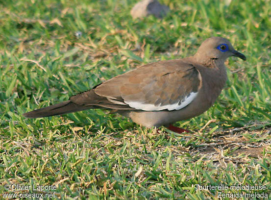 West Peruvian Doveadult