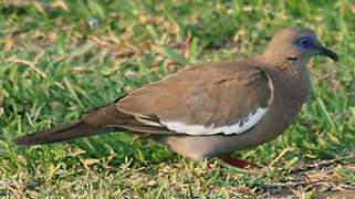 West Peruvian Dove