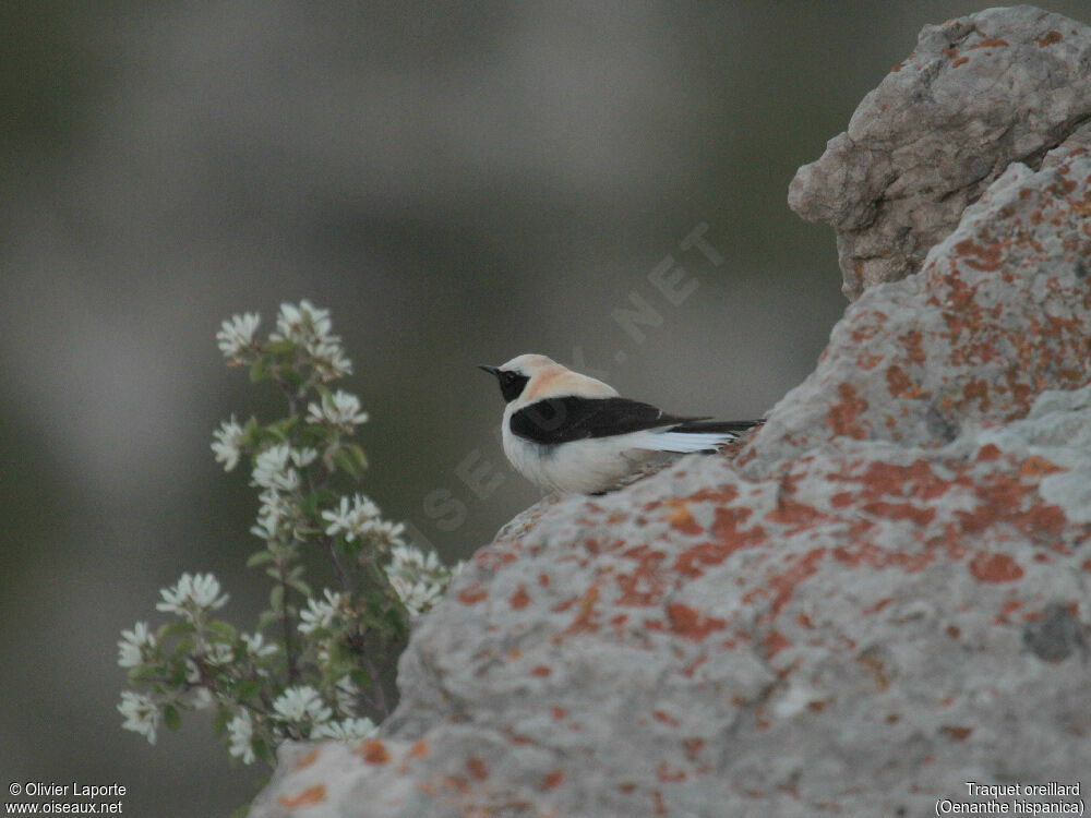 Western Black-eared Wheatear male, identification