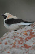 Western Black-eared Wheatear