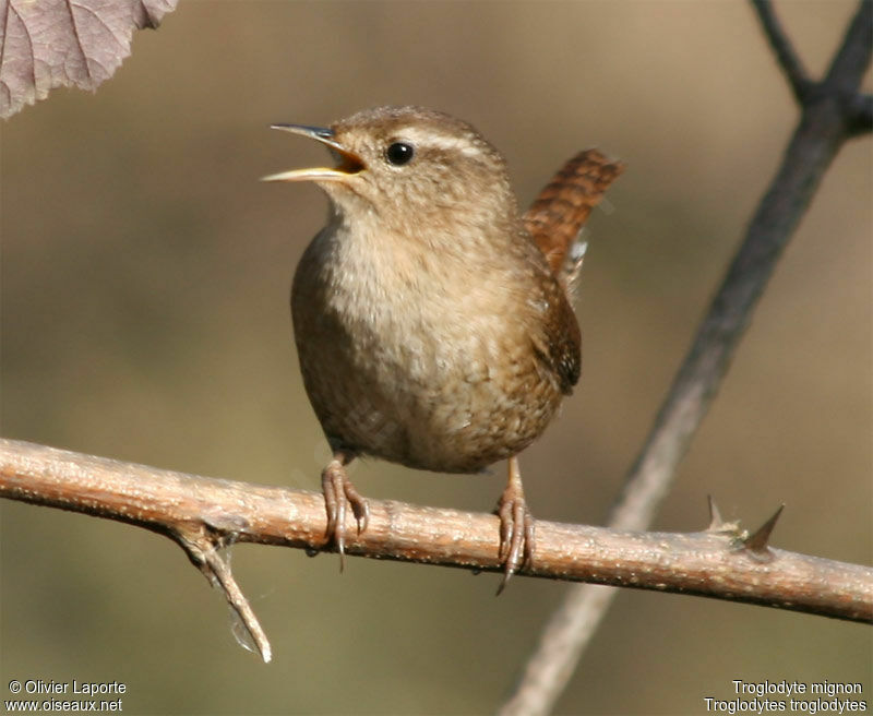 Eurasian Wrenadult