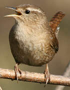 Eurasian Wren