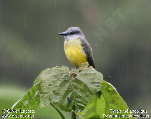 Tropical Kingbird