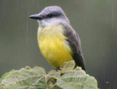 Tropical Kingbird