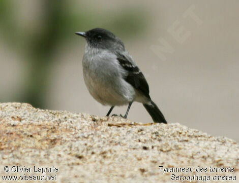 Torrent Tyrannulet