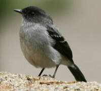 Torrent Tyrannulet