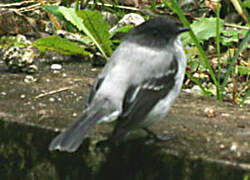 Torrent Tyrannulet