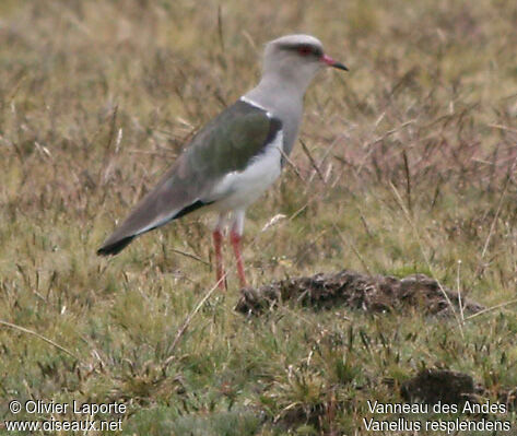 Vanneau des Andesadulte