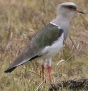 Vanneau des Andes