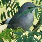 Zostérops gris