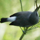 Zostérops gris