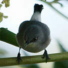 Zostérops gris
