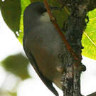 Zostérops gris
