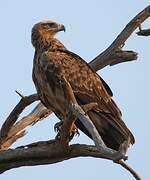 Tawny Eagle