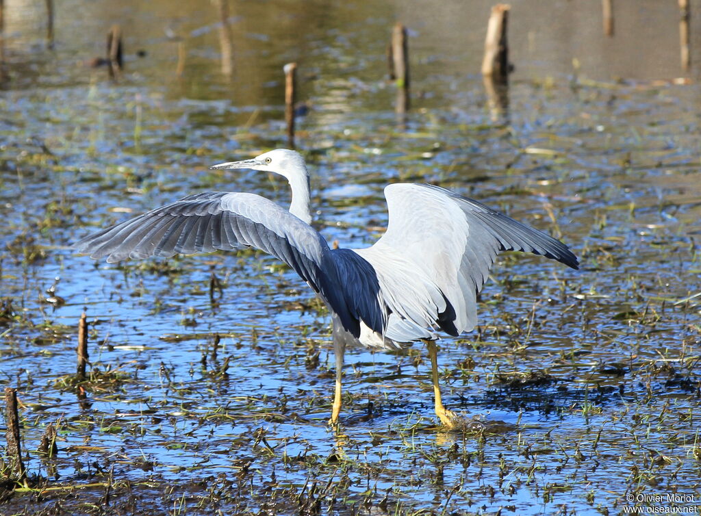 Aigrette à face blanche