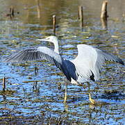 Aigrette à face blanche