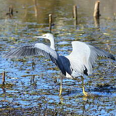 Aigrette à face blanche