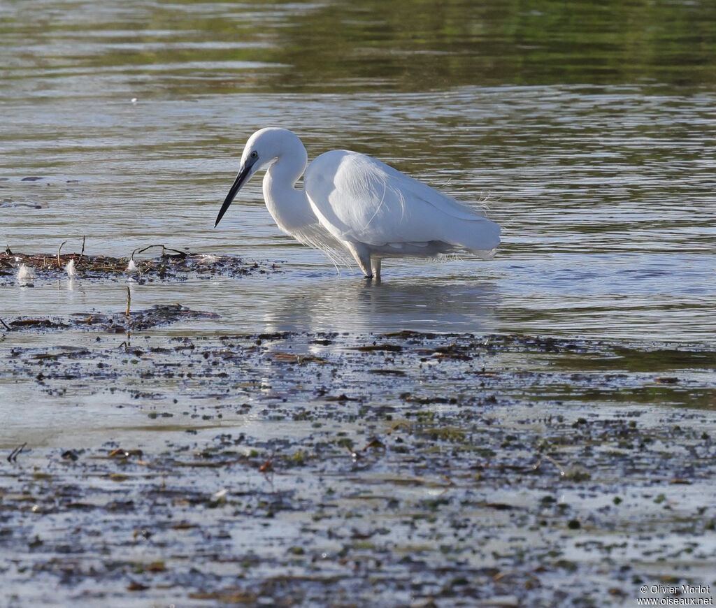 Aigrette garzette