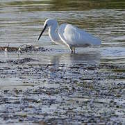 Little Egret