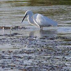 Aigrette garzette