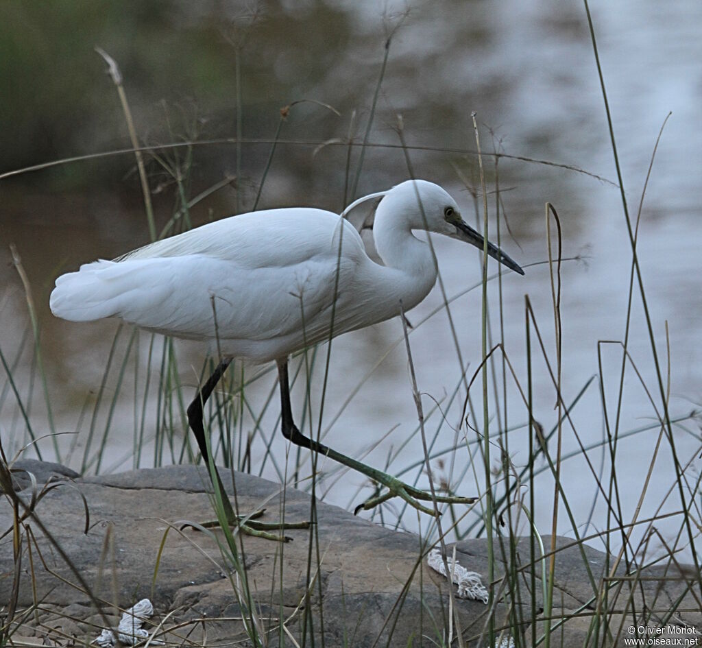 Little Egret
