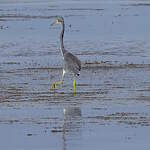 Aigrette tricolore