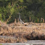 Aigrette tricolore