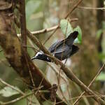 Alapi à sourcils blancs