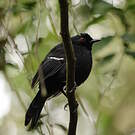 Alapi demoiselle