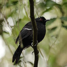 Alapi demoiselle